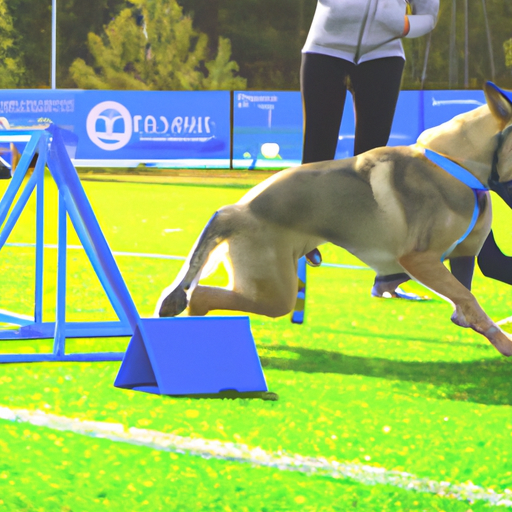 Dog Competitions